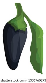 Dunkelblaue Chilischoten mit grünem Blatt, Vektorgrafik von Gemüse auf weißem Hintergrund.