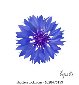 Dark Blue cornflower. Isolated over white background. Vector illustration