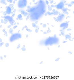 Dark blue flower petals falling down. Unique romantic flowers falling rain. Flying petal on white square background. Love, romance concept. Attractive wedding invitation.