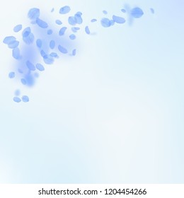 Dark blue flower petals falling down. Magnetic romantic flowers corner. Flying petal on blue sky square background. Love, romance concept. Amusing wedding invitation.