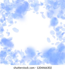Dark blue flower petals falling down. Alluring romantic flowers vignette. Flying petal on white square background. Love, romance concept. Dazzling wedding invitation.
