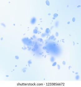 Dark blue flower petals falling down. Memorable romantic flowers explosion. Flying petal on blue sky square background. Love, romance concept. Astonishing wedding invitation.