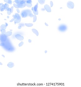 Dark blue flower petals falling down. Marvelous romantic flowers corner. Flying petal on white square background. Love, romance concept. Amazing wedding invitation.