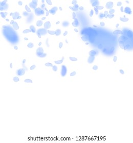 Dark blue flower petals falling down. Pleasant romantic flowers gradient. Flying petal on white square background. Love, romance concept. Bizarre wedding invitation.