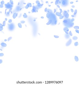 Dark blue flower petals falling down. Wonderful romantic flowers falling rain. Flying petal on white square background. Love, romance concept. Awesome wedding invitation.
