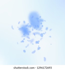 Dark blue flower petals falling down. Appealing romantic flowers explosion. Flying petal on blue sky square background. Love, romance concept. Astonishing wedding invitation.