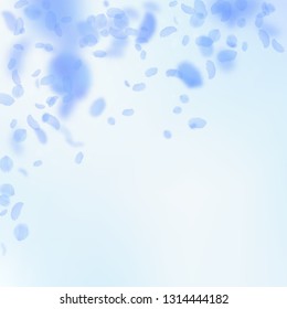 Dark blue flower petals falling down. Ravishing romantic flowers falling rain. Flying petal on blue sky square background. Love, romance concept. Beauteous wedding invitation.