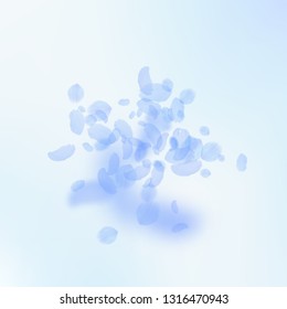 Dark blue flower petals falling down. Precious romantic flowers explosion. Flying petal on blue sky square background. Love, romance concept. Artistic wedding invitation.