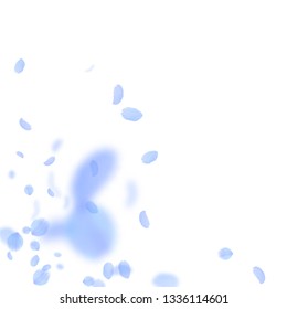 Dark blue flower petals falling down. Unequaled romantic flowers corner. Flying petal on white square background. Love, romance concept. Alluring wedding invitation.
