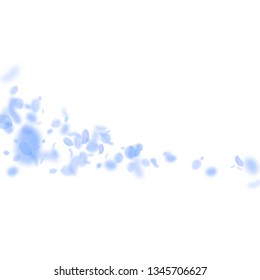 Dark blue flower petals falling down. Attractive romantic flowers comet. Flying petal on white square background. Love, romance concept. Admirable wedding invitation.