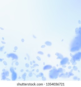 Dark blue flower petals falling down. Dazzling romantic flowers falling rain. Flying petal on blue sky square background. Love, romance concept. Beauteous wedding invitation.