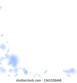 Dark blue flower petals falling down. Classic romantic flowers corner. Flying petal on white square background. Love, romance concept. Admirable wedding invitation.