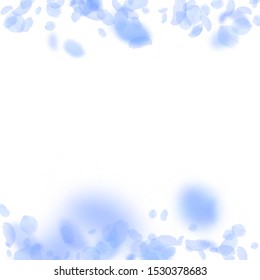 Dark blue flower petals falling down. Beautiful romantic flowers borders. Flying petal on white square background. Love, romance concept. Actual wedding invitation.
