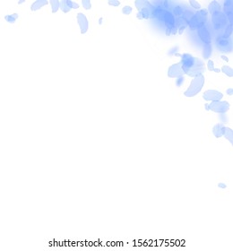 Dark blue flower petals falling down. Breathtaking romantic flowers corner. Flying petal on white square background. Love, romance concept. Adorable wedding invitation.