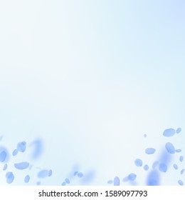 Dark blue flower petals falling down. Radiant romantic flowers gradient. Flying petal on blue sky square background. Love, romance concept. Classic wedding invitation.