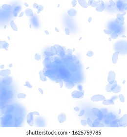 Dark blue flower petals falling down. Memorable romantic flowers explosion. Flying petal on white square background. Love, romance concept. Appealing wedding invitation.
