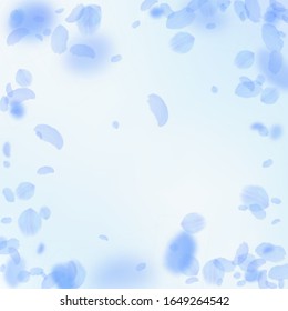 Dark blue flower petals falling down. Stunning romantic flowers vignette. Flying petal on blue sky square background. Love, romance concept. Curious wedding invitation.