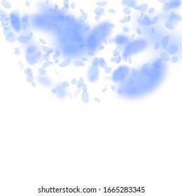 Pétalos de flores azules oscuros cayendo. Fascinante semicírculo romántico de flores. Petal volando sobre fondo cuadrado blanco. Amor, concepto romántico. Genial invitación a la boda.