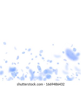 Dark blue flower petals falling down. Gorgeous romantic flowers gradient. Flying petal on white square background. Love, romance concept. Brilliant wedding invitation.