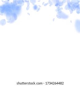 Dark blue flower petals falling down. Trending romantic flowers gradient. Flying petal on white square background. Love, romance concept. Captivating wedding invitation.