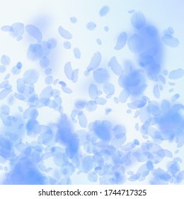 Dark blue flower petals falling down. Fabulous romantic flowers gradient. Flying petal on blue sky square background. Love, romance concept. Comely wedding invitation.