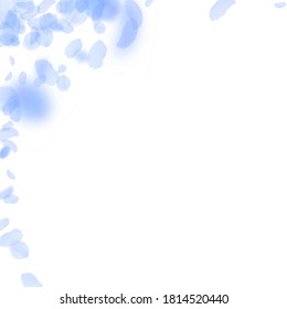 Dark blue flower petals falling down. Juicy romantic flowers corner. Flying petal on white square background. Love, romance concept. Admirable wedding invitation.
