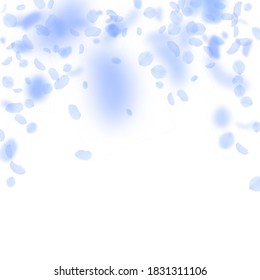 Dark blue flower petals falling down. Original romantic flowers falling rain. Flying petal on white square background. Love, romance concept. Awesome wedding invitation.