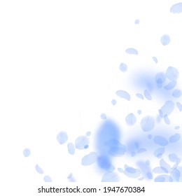 Pétalos de flores azules oscuros cayendo. Un deslumbrante rincón de flores románticas. Pétalo volando sobre fondo cuadrado blanco. Amor, concepto romántico. Increíble invitación a una boda.