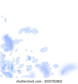 Dark blue flower petals falling down. Sightly romantic flowers corner. Flying petal on white square background. Love, romance concept. Alluring wedding invitation.