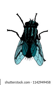 dark blue fly