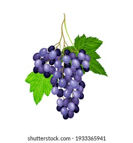 Dark Blue Grape with Ellipsoid Berries Growing in Cluster Vector Illustration