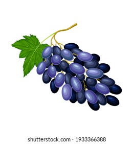 Dark Blue Grape with Ellipsoid Berries Growing in Cluster Vector Illustration