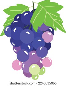 Dark Blue Grape with Ellipsoid Berries Growing in Cluster Vector Illustration