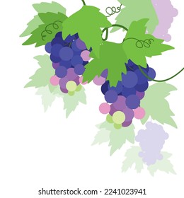 Dark Blue Grape with Ellipsoid Berries Growing in Cluster Vector Illustration
