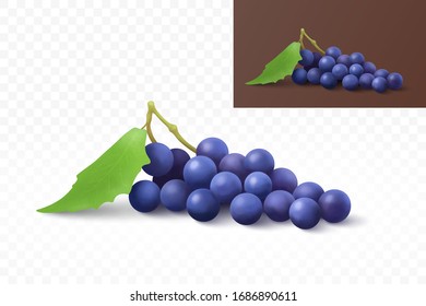 Dunkelblaue Traube mit Blättern, Vektorillustration.