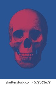 Dark blue and pink engraving skull vector illustration in front view on blue background