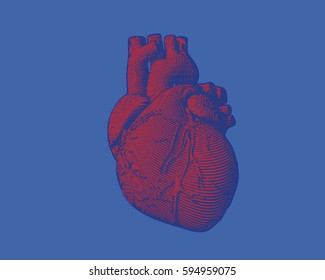 Dark blue and red engraving human heart illustration isolated on light blue background