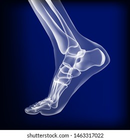 Dark blue visualization of bones of foot.