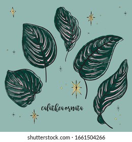 Dark blue-green Calathea leaves, with pink stripes, of various sizes in a quirky offset retro print illustration style with yellow star accents on a muted blue background