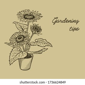 Dark brown ink sunflowers for logo, banner or advertisment.