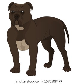 Dark brown pit bull on a white background. Vector illustration
