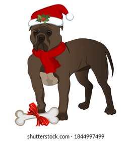 Dark brown pitbull in a New Year's hat and scarf. Vector illustration