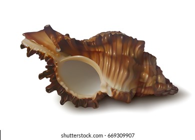 Dark brown seashell (Chicoreus torrefactus) with shadow, isolated on white background. Realistic vector illustration. Side view.
