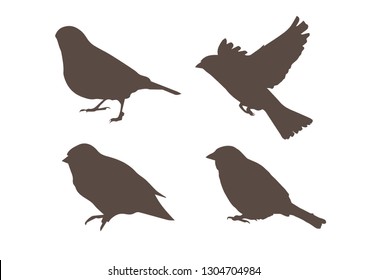 Dark brown silhouettes of Passer domesticus in different poses isolated on white background. Bird, symbol of freedom. Vector realistic illustrations