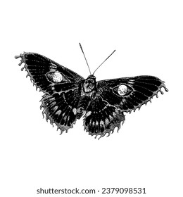 dark butterfly hand drawing vector isolated on white background.