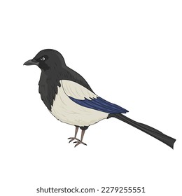 A dark colored magpie bird with a blue cartoon style wing. Vector stock illustration. isolated. White background. Animal. Feathered. Nature.