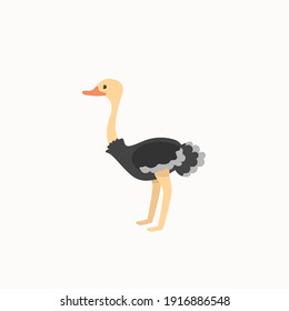 A dark colored ostrich found in hot countries with gray feathers and long flesh-colored legs