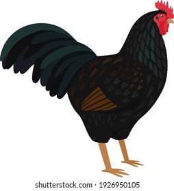 Dark Cornish rooster Breed of chickens Vector illustration Isolated object set