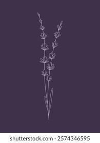 Dark floral background with an elegant lavender sprig, hand-drawn line with a place for text, vector. Decorative element for labels, postcards, business cards. Illustration of blooming fragrant flower