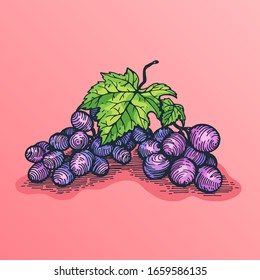 Dark grape branch on pink background in linear style sketch. Hand-drawn color illustration of grape berries.